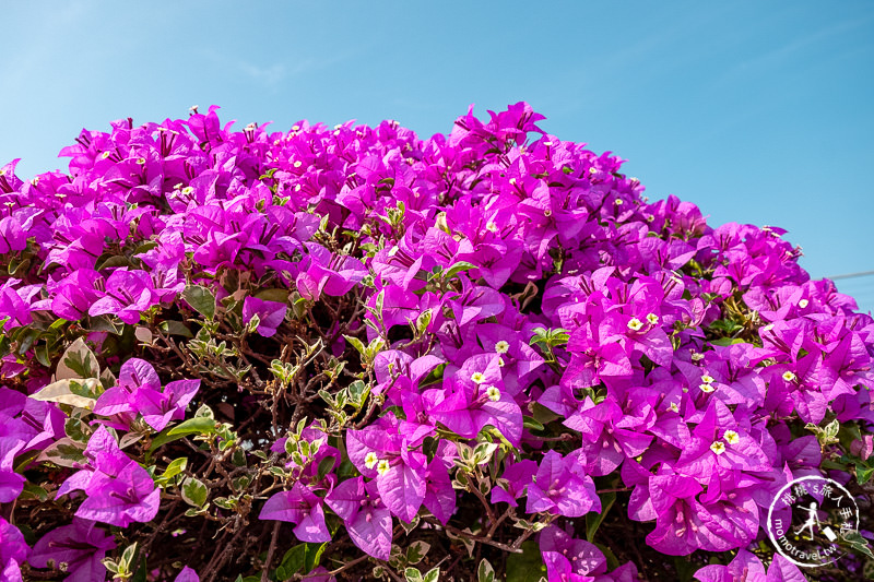 彰化景點》輝豐園藝九重葛之家│又到了盛開花期，花園迷宮朝聖去！