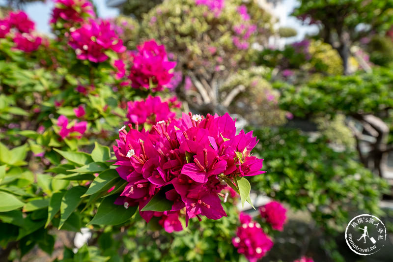 彰化景點》輝豐園藝九重葛之家│又到了盛開花期，花園迷宮朝聖去！