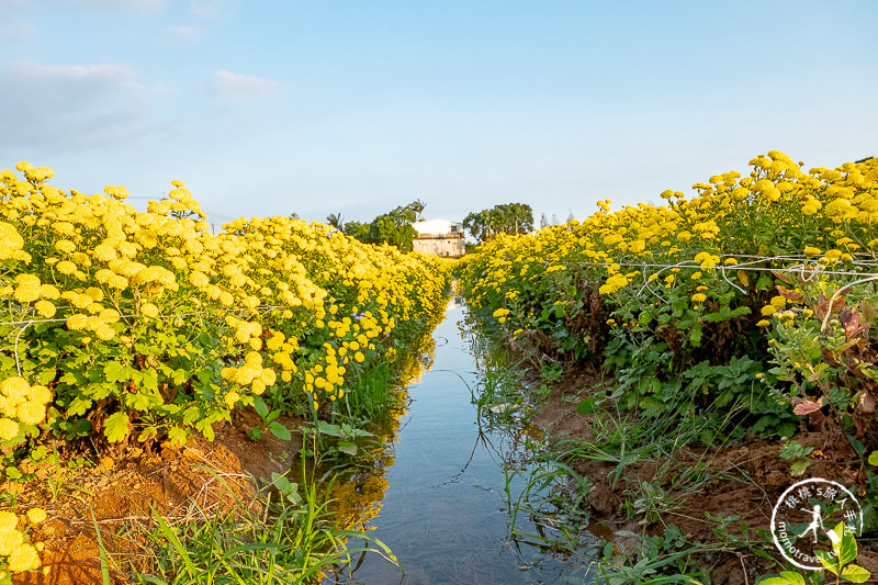 2019苗栗銅鑼杭菊芋頭節》黃金梯田花海+隱藏版河畔賞花點推薦