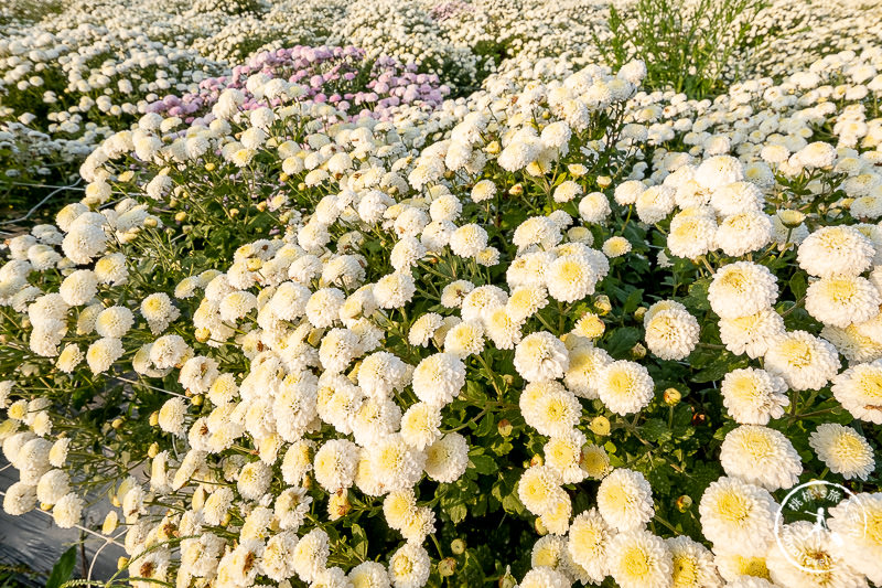 2019苗栗銅鑼杭菊芋頭節》黃金梯田花海+隱藏版河畔賞花點推薦