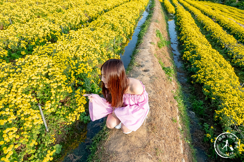 2019苗栗銅鑼杭菊芋頭節》黃金梯田花海+隱藏版河畔賞花點推薦