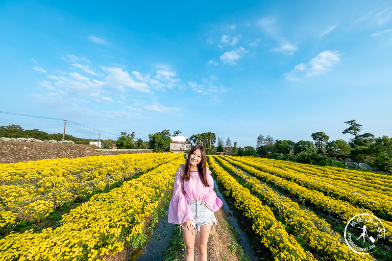 2019苗栗銅鑼杭菊芋頭節》黃金梯田花海+隱藏版河畔賞花點推薦