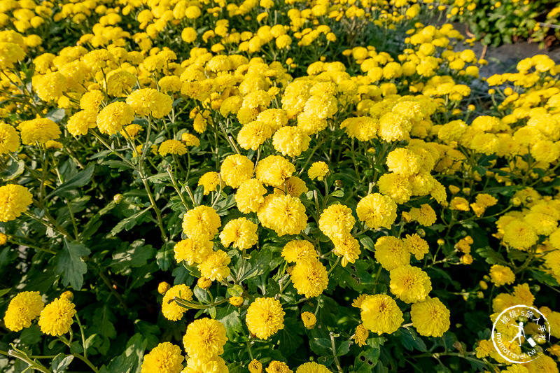 2019苗栗銅鑼杭菊芋頭節》黃金梯田花海+隱藏版河畔賞花點推薦