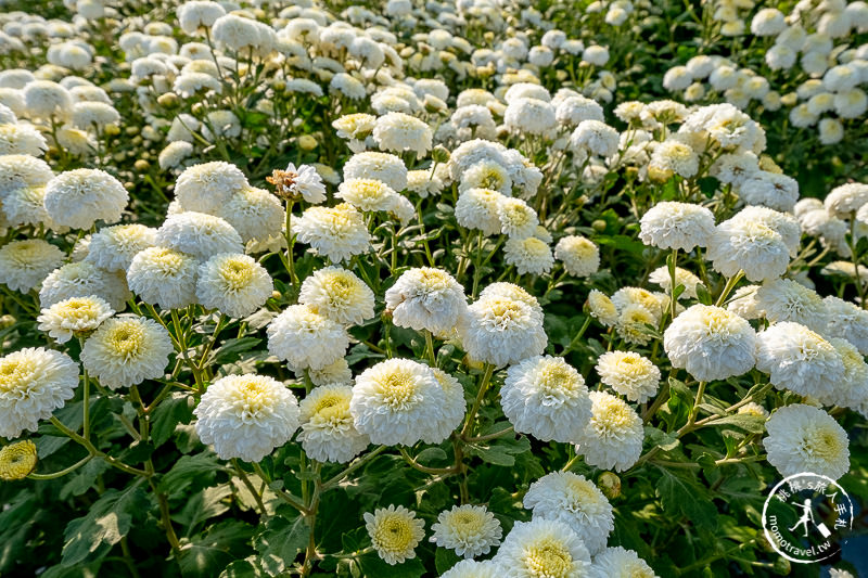 2019苗栗銅鑼杭菊芋頭節》黃金梯田花海+隱藏版河畔賞花點推薦