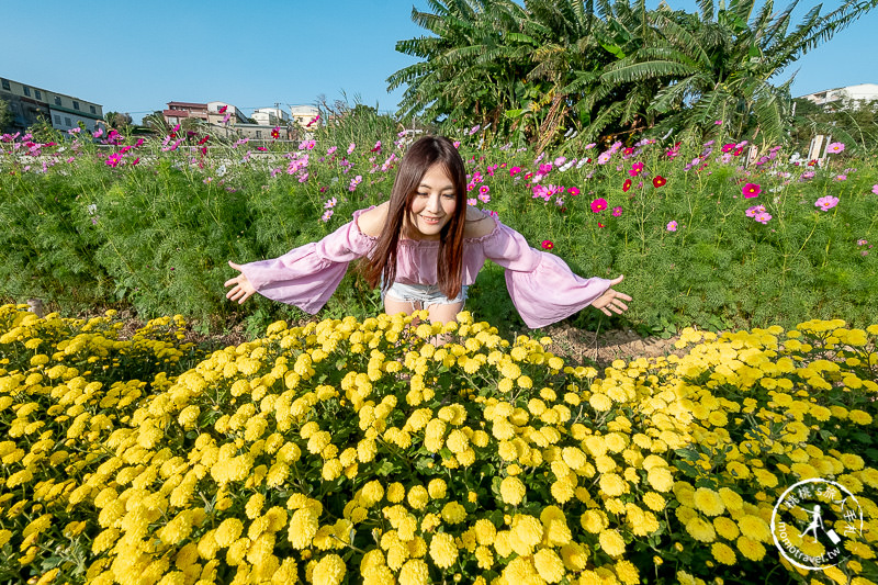 2019苗栗銅鑼杭菊芋頭節》黃金梯田花海+隱藏版河畔賞花點推薦