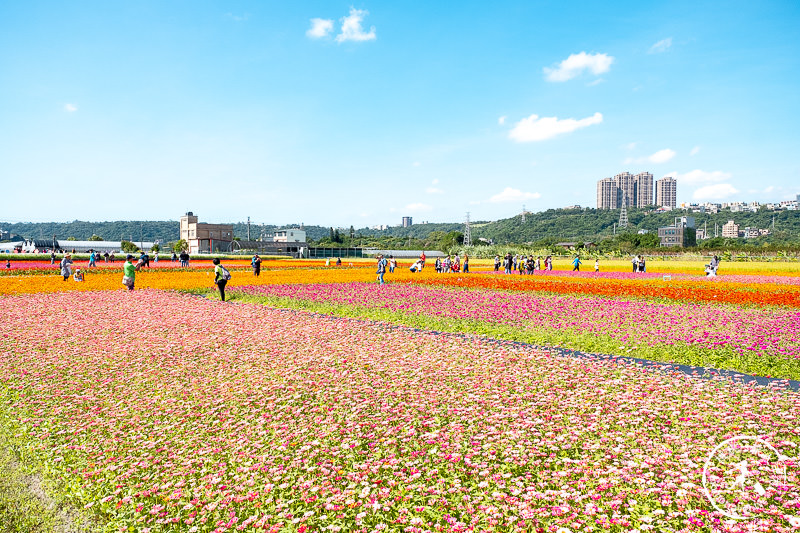 2019桃園花彩節》必看3大展區花海推薦:大溪.中壢.平鎮│景點地址拍照攻略