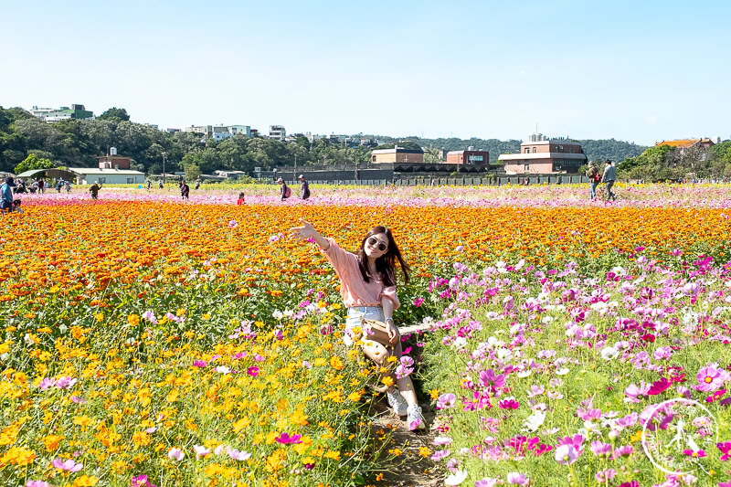 2019桃園花彩節》必看3大展區花海推薦:大溪.中壢.平鎮│景點地址拍照攻略