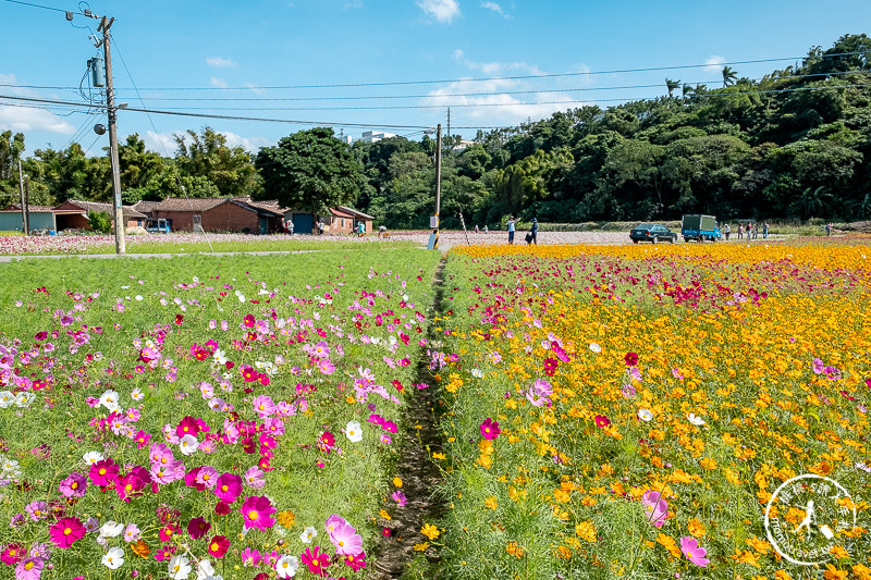 2019桃園花彩節》必看3大展區花海推薦:大溪.中壢.平鎮│景點地址拍照攻略