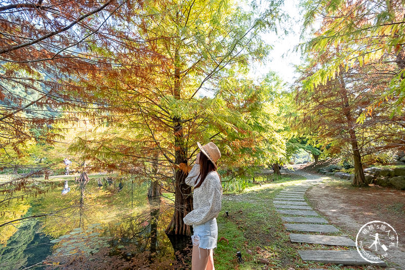 苗栗景點》南庄雲水度假森林│山中湖畔落羽松仙境