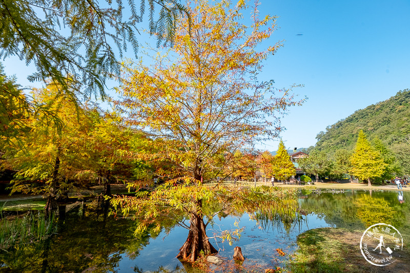 苗栗景點》南庄雲水度假森林│山中湖畔落羽松仙境