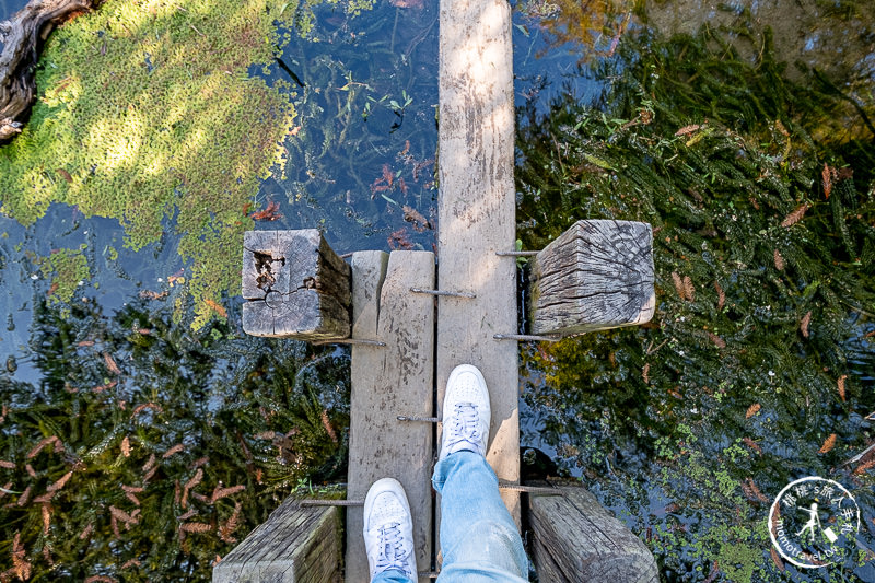 苗栗景點》南庄雲水度假森林│山中湖畔落羽松仙境