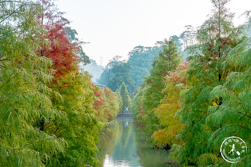 苗栗景點》三灣落羽松秘境│落羽松變紅的季節又到了，大家準備好了嗎？