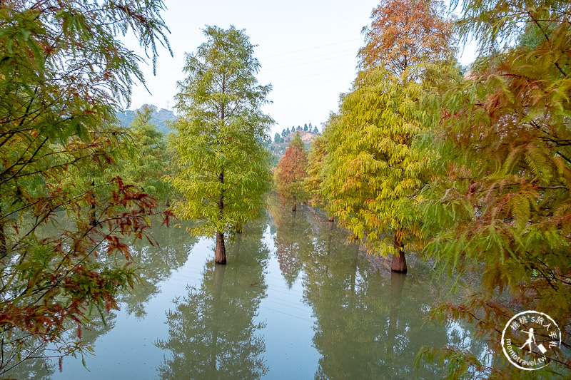 苗栗景點》三灣落羽松秘境│落羽松變紅的季節又到了，大家準備好了嗎？