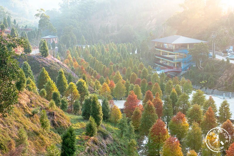 苗栗景點》三灣落羽松秘境│落羽松變紅的季節又到了，大家準備好了嗎？