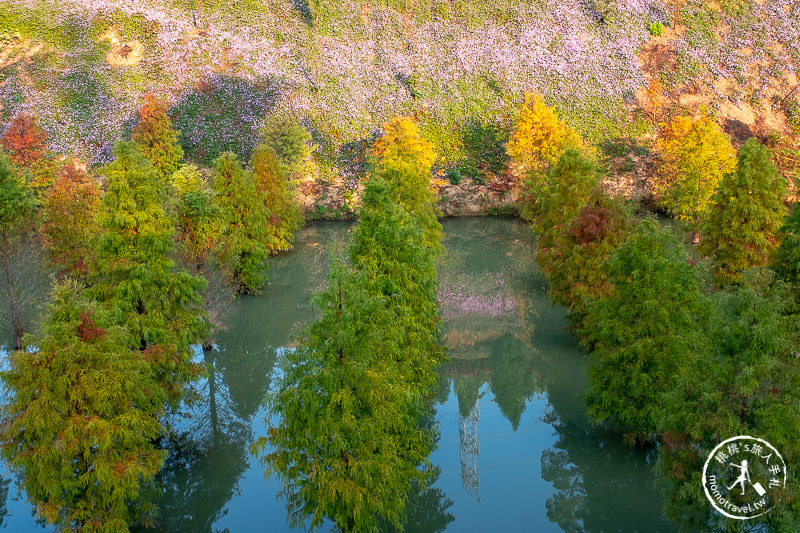 苗栗景點》三灣落羽松秘境│落羽松變紅的季節又到了，大家準備好了嗎？