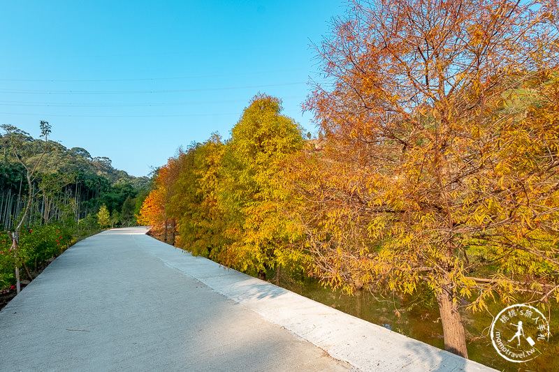 苗栗景點》三灣落羽松秘境│落羽松變紅的季節又到了，大家準備好了嗎？