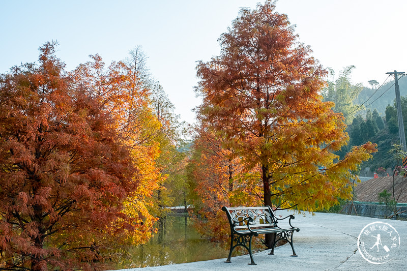 苗栗景點》三灣落羽松秘境│落羽松變紅的季節又到了，大家準備好了嗎？