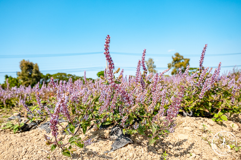2019桃園仙草花節》神角度拍出紫色花海！不怕花太低不密集