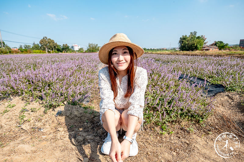 2019桃園仙草花節》神角度拍出紫色花海！不怕花太低不密集