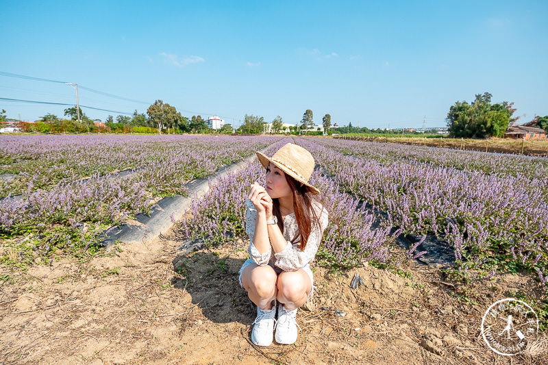 2019桃園仙草花節》神角度拍出紫色花海！不怕花太低不密集