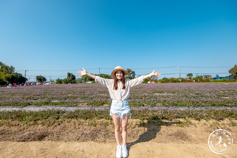 2019桃園仙草花節》神角度拍出紫色花海！不怕花太低不密集