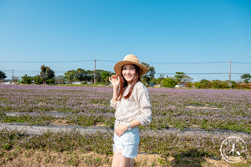 2019桃園仙草花節》神角度拍出紫色花海！不怕花太低不密集