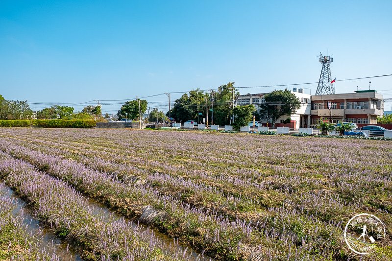 2019桃園仙草花節》神角度拍出紫色花海！不怕花太低不密集