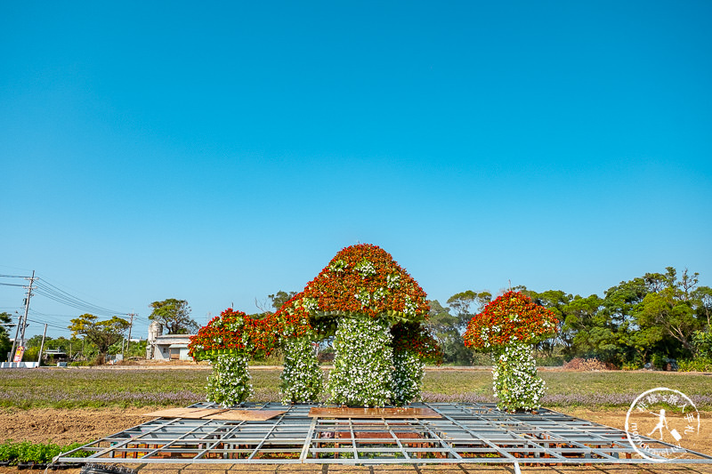 2019桃園仙草花節》神角度拍出紫色花海！不怕花太低不密集