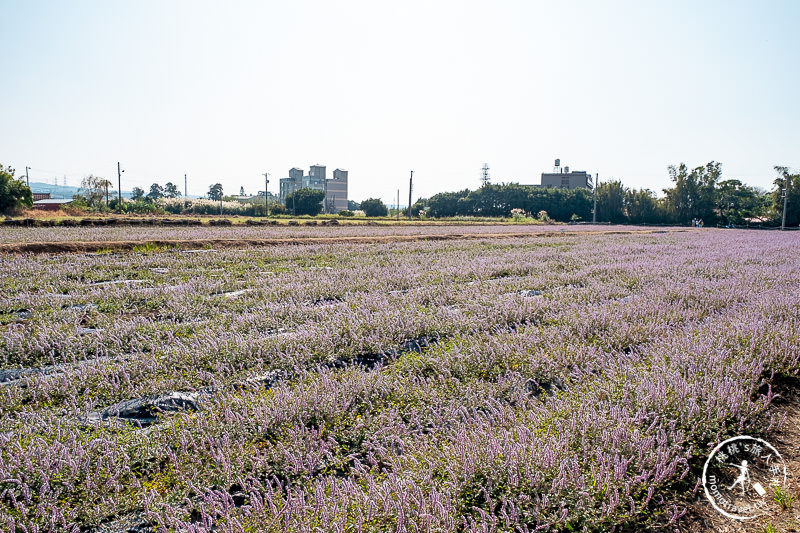 2019桃園仙草花節》神角度拍出紫色花海！不怕花太低不密集