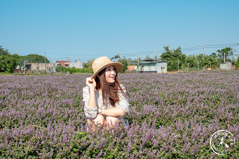 2019桃園仙草花節》神角度拍出紫色花海！不怕花太低不密集
