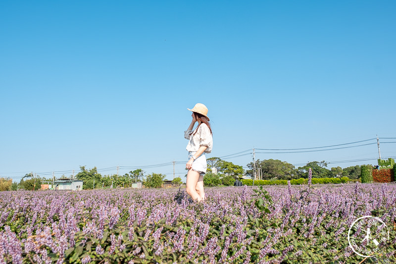 2019桃園仙草花節》神角度拍出紫色花海！不怕花太低不密集