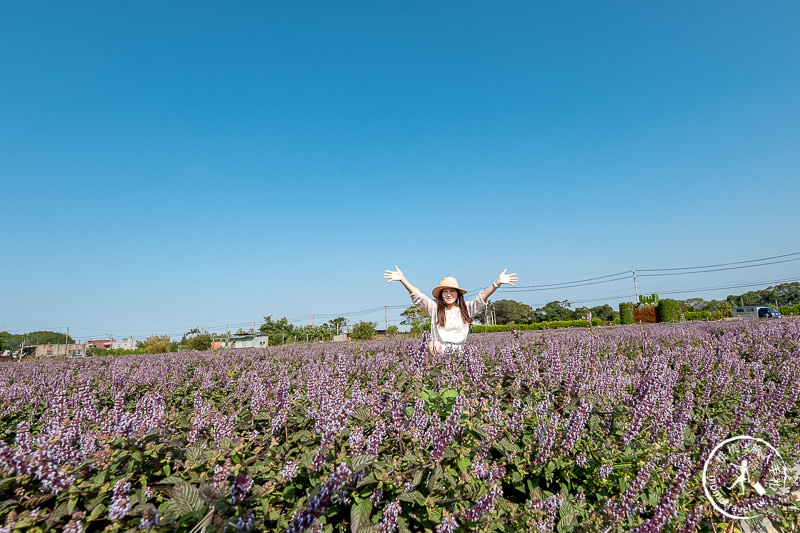 2019桃園仙草花節》神角度拍出紫色花海！不怕花太低不密集