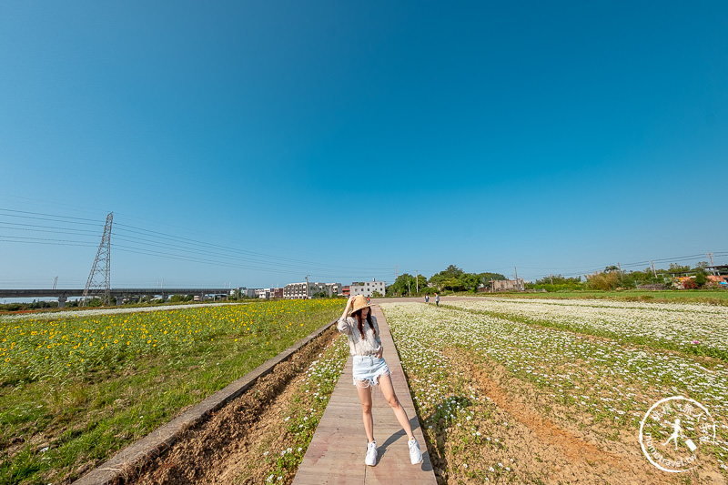 2019桃園仙草花節》神角度拍出紫色花海！不怕花太低不密集