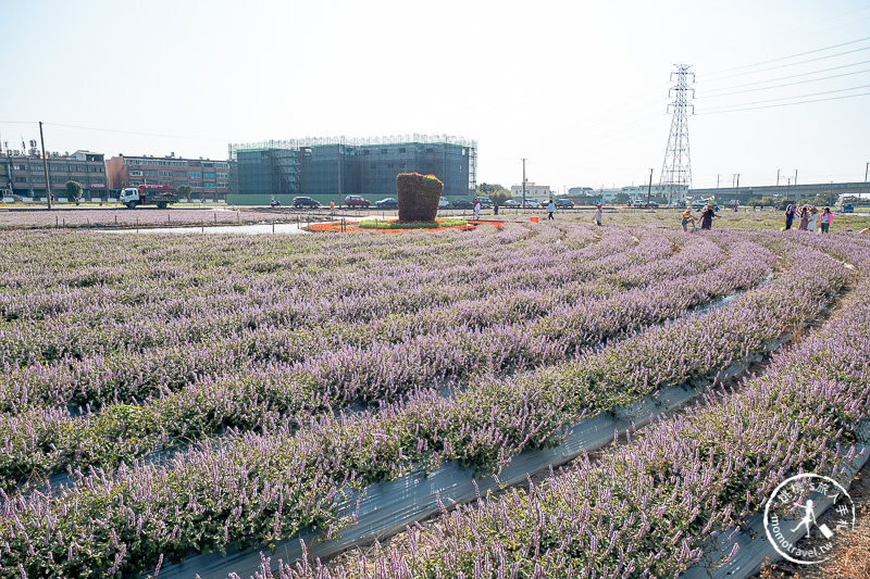 2019桃園仙草花節》神角度拍出紫色花海！不怕花太低不密集