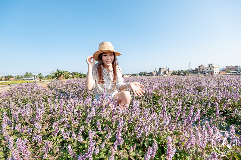 2019桃園仙草花節》神角度拍出紫色花海！不怕花太低不密集