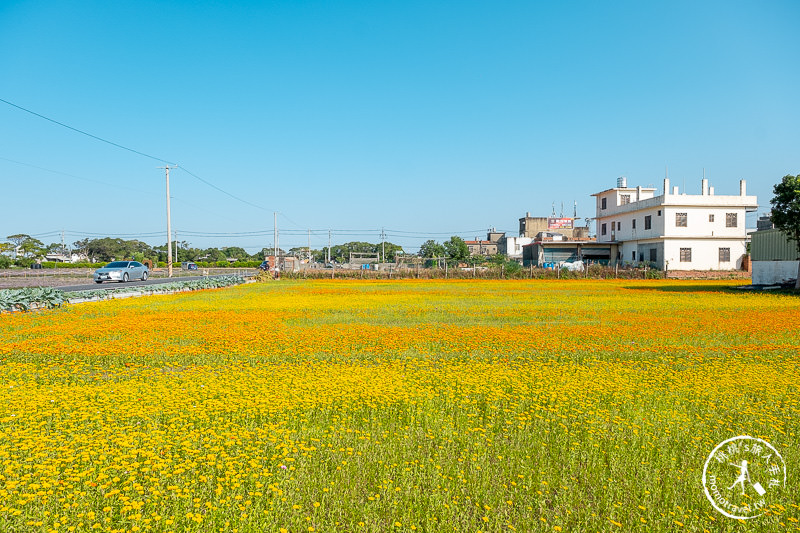2019桃園仙草花節》神角度拍出紫色花海！不怕花太低不密集