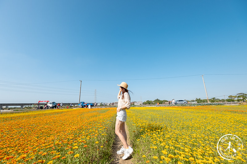 2019桃園仙草花節》神角度拍出紫色花海！不怕花太低不密集