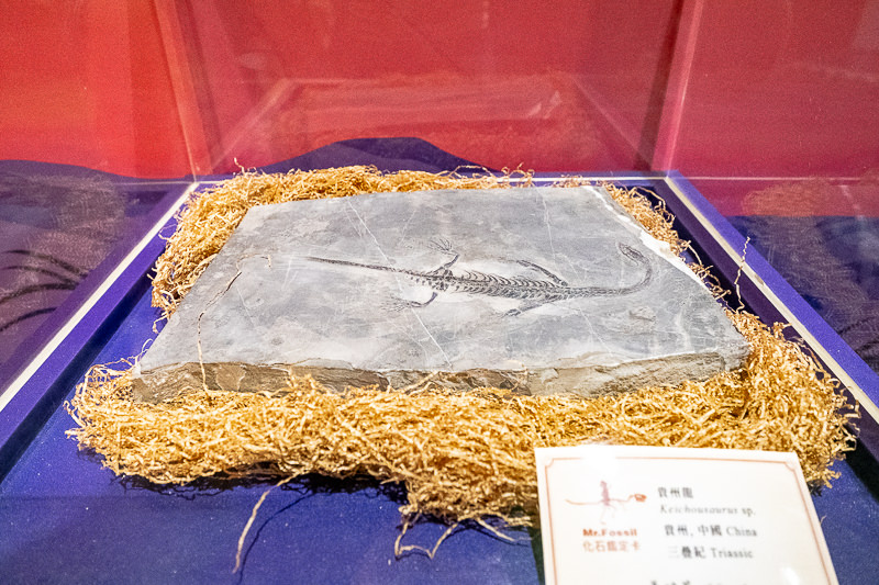 台北展覽》侏羅紀X恐龍水世界│搭獨木舟探險恐龍水陸世界