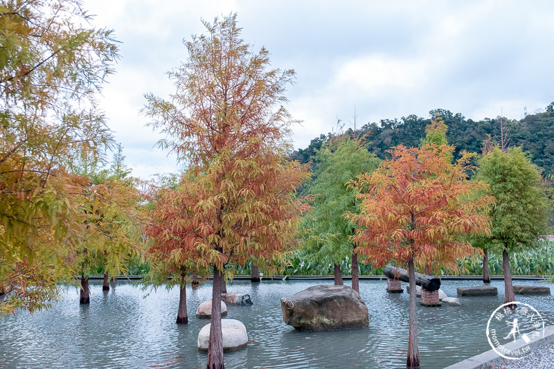 台中后里景點》泰安落羽松 新園區│水上落羽松秘境