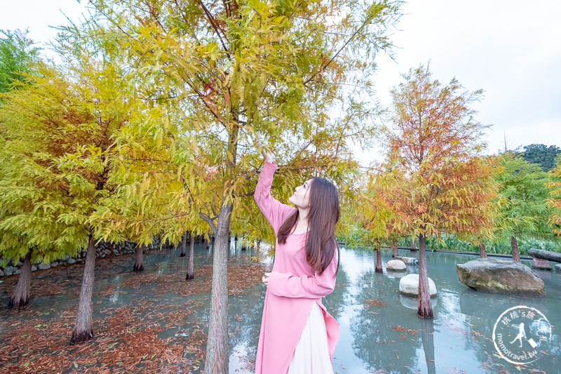 台中后里景點》泰安落羽松 新園區│水上落羽松秘境