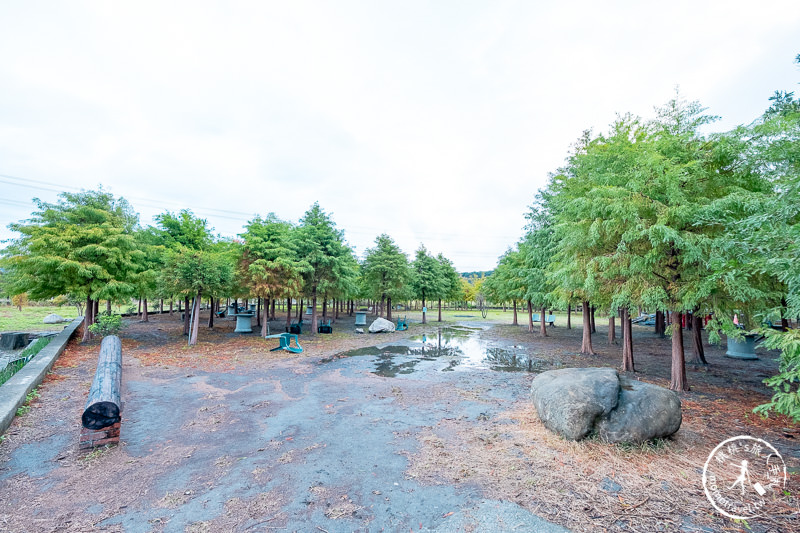台中后里景點》泰安落羽松 新園區│水上落羽松秘境