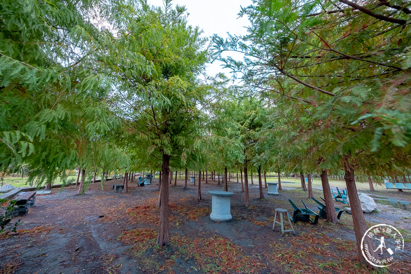 台中后里景點》泰安落羽松 新園區│水上落羽松秘境