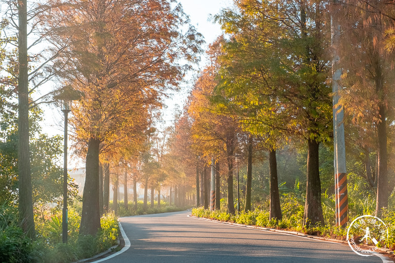 桃園景點》大溪落羽松大道│就是那道光！最佳拍攝時段公開