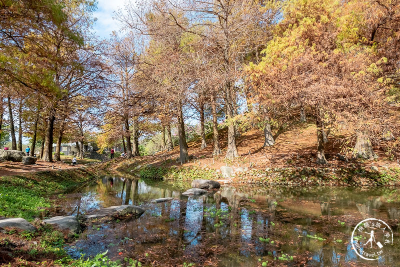 宜蘭羅東》羅東運動公園東丘落羽松│登上神秘的落羽松小島