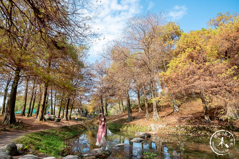 宜蘭羅東》羅東運動公園東丘落羽松│登上神秘的落羽松小島