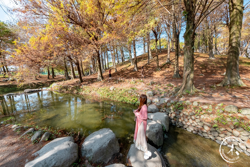 宜蘭羅東》羅東運動公園東丘落羽松│登上神秘的落羽松小島