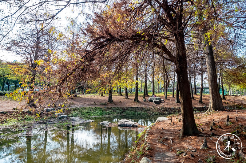 宜蘭羅東》羅東運動公園東丘落羽松│登上神秘的落羽松小島