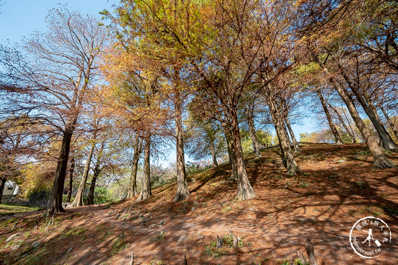 宜蘭羅東》羅東運動公園東丘落羽松│登上神秘的落羽松小島