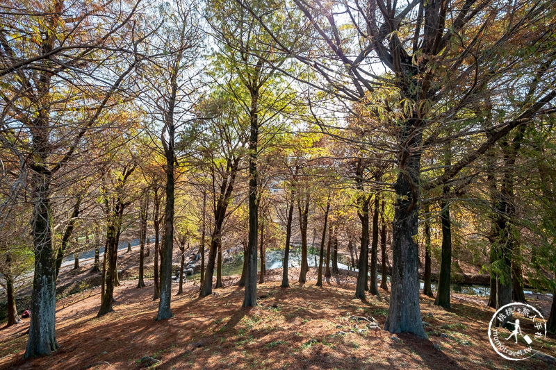 宜蘭羅東》羅東運動公園東丘落羽松│登上神秘的落羽松小島