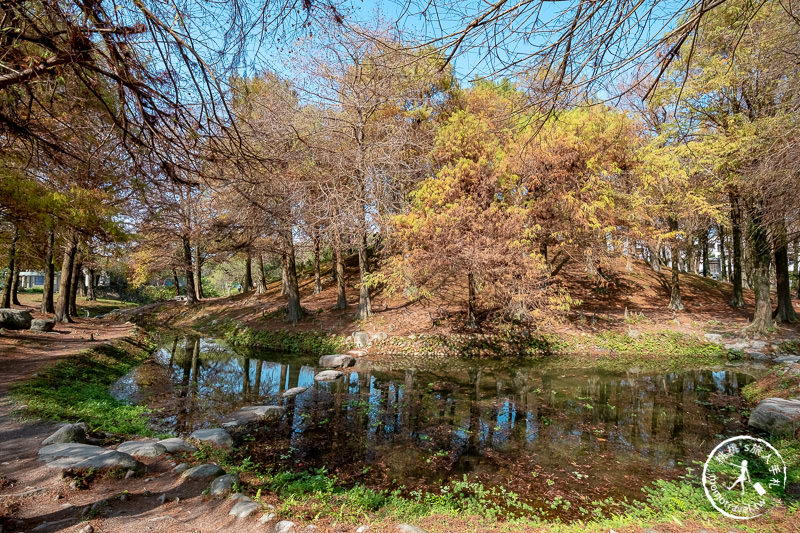 宜蘭羅東》羅東運動公園東丘落羽松│登上神秘的落羽松小島